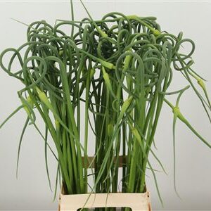 359961618_434723146_H_1-1 Okrasný cesnak Sat Ophiosco Curly s jemne skrútenými fialovými súkvetiami na stonke