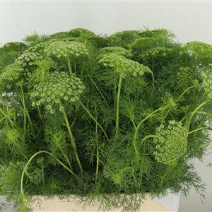 Ammi Visnaga Casablanca