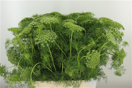 359961619_434723221_H_1-3 Ammi Visnaga Casablanca