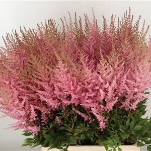 Astilbe Europa Pale Pink rezaný kvet