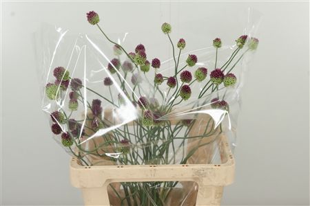 359961767_434723503_H_1-1 Allium Sphaerocephalon 70 cm
