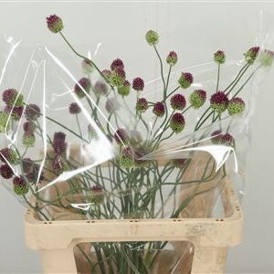 Allium Sphaerocephalon 70 cm