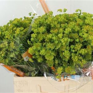 359961835_434723579_H_1 Bupleurum Griffithii