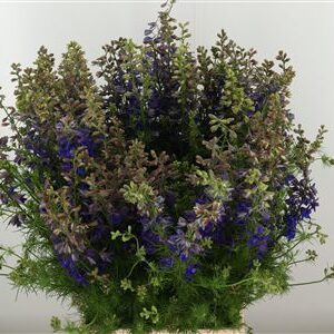 359962006_434723831_H_1-2 Tmavomodrý Delphinium Atlantis s výškou 70 cm