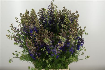 Tmavomodrý Delphinium Atlantis s výškou 70 cm