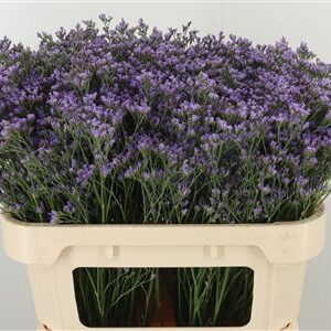 359962013_434723919_H_1-2 Limonium Maine Blue s modrými kvietkami na stonke