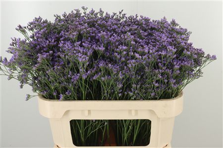 359962013_434723919_H_1-3 Limonium Maine Blue s modrými kvietkami na stonke