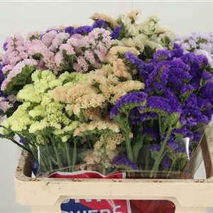 359962015_434723921_H_1-2 Limonium Sky Wings 80 cm