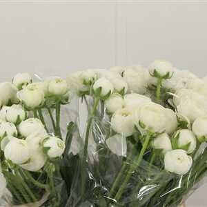 359962445_434724761_H_1 Ran White Aazur