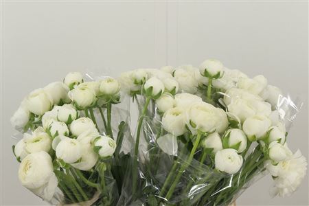 359962445_434724761_H_1 Ran White Aazur