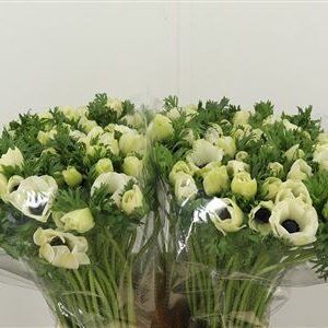 359962447_434724782_H_1-1 Anemone White Marianne Panda 45 cm