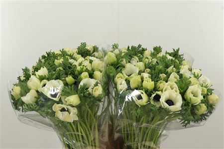 359962447_434724782_H_1-1 Anemone White Marianne Panda 45 cm