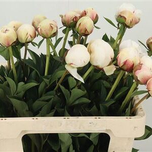 359970518_434735190_H_1 Paeonia Odile