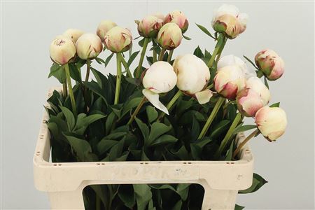 359970518_434735190_H_1 Paeonia Odile