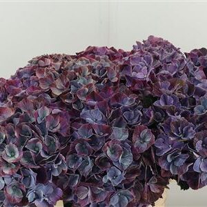 359973765_434741006_H_1-4 Hydr M Mag Sweet Ruby