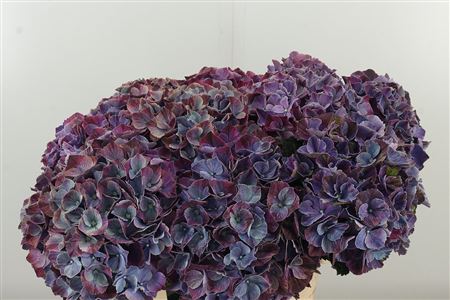 359973765_434741006_H_1-4 Hortenzia M Mag Sweet Ruby s plnými guľovitými súkvetiami v sýtej červenej farbe