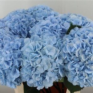 359973771_434741040_H_1-2 Hortenzia M Royal Parade Blue 50 cm