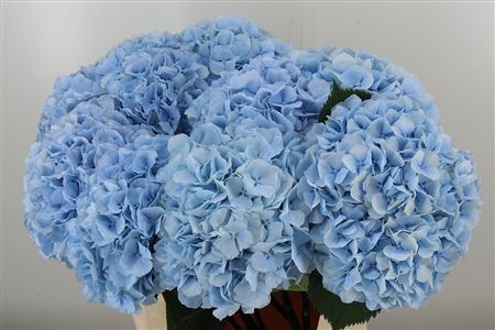 359973771_434741040_H_1-2 Hortenzia M Royal Parade Blue 50 cm