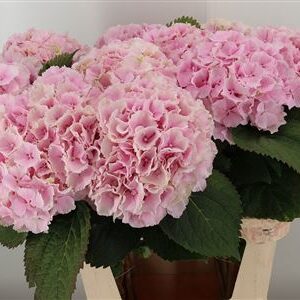 Hortenzia M Verena Pink rezaný kvet