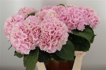 359973792_434741105_H_1-3 Hortenzia M Verena Pink rezaný kvet