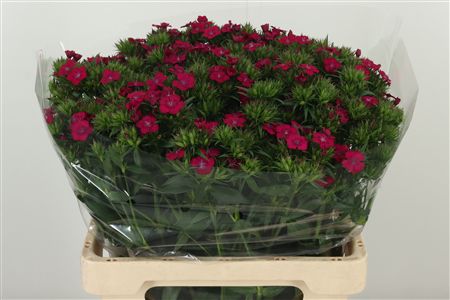 359974146_434742169_H_1-2 Karafiát Di Barb Neon Cherise 60 cm
