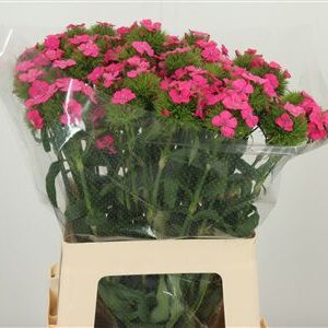 Karafiát Di Barb Mixed 55 cm