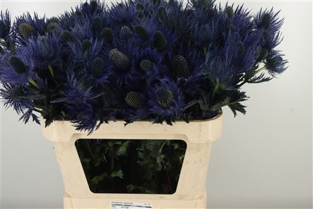 359974169_434742265_H_1-3 Eryngium Alpinum v modrej farbe