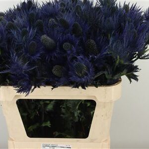 359974169_434742265_H_1-4 Eryngium Alpinum v modrej farbe