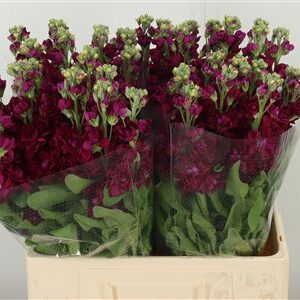 359974477_434742714_H_1-2 Matthiola Centum Red rezaný kvet