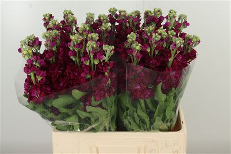 359974477_434742714_H_1-2 Matthiola Centum Red rezaný kvet