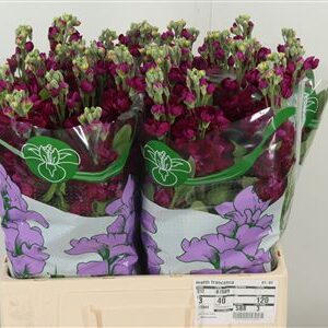 359974478_434742715_H_1-1 Matthiola Francesca 60 cm