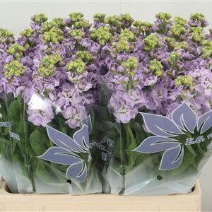 359974479_434742716_H_1-3 Matthiola Impala Marine 65 cm