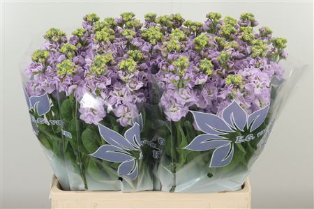 359974479_434742716_H_1-3 Matthiola Impala Marine 65 cm