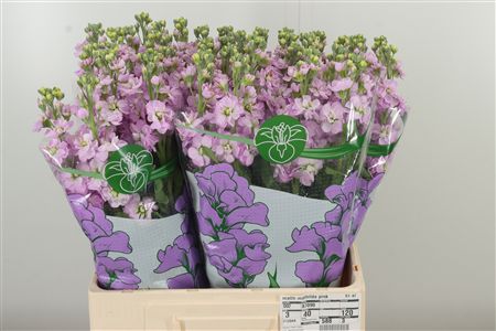 359974489_434742743_H_1-8 Matthiola Mathilda Pink rezaný kvet