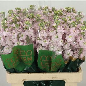 Matth Milla Light Pink