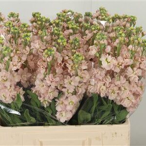 359974496_434742810_H_1-1 Matthiola Milla Salmon