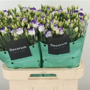 359974504_434742855_H_1-2 Eustoma Rosita Blue 70 cm