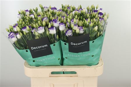 359974504_434742855_H_1-2 Eustoma Rosita Blue 70 cm