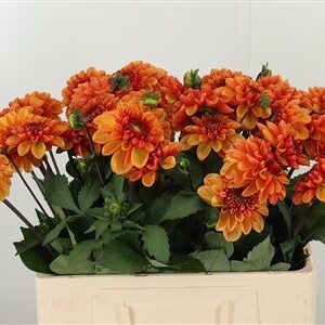 359978101_434748442_H_1-1 Pivóniová Dahla American Sunset 55 cm