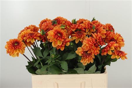 359978101_434748442_H_1-1 Pivóniová Dahla American Sunset 55 cm