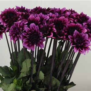 Dahlia Davina Michelle