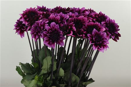 359978105_434748446_H_1-4 Dahlia Davina Michelle