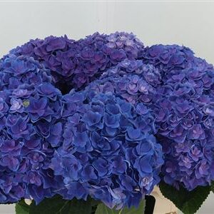 360020065_434796196_H_1 Hortenzia M Royal Kiss Pink 60 cm