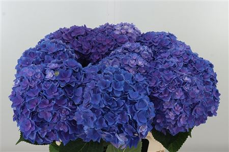 Hortenzia M Royal Kiss Pink 60 cm
