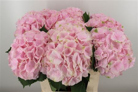 Hortenzia M Verena Pink rezaný kvet
