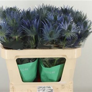 360073864_434860809_H_1 Eryngium Alpinum v modrej farbe