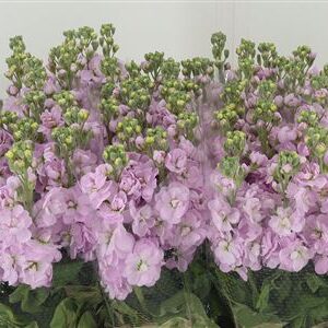 Matthiola Mathilda Pink rezaný kvet