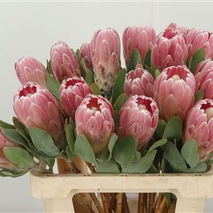 360115930_434911436_H_1 Protea Penny Pink