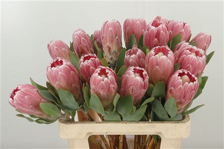 Protea Penny Pink