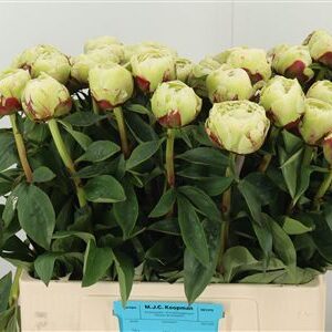Paeonia L Snow Princess